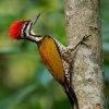 Datel zlatohrbety - Dinopium javanense - Common Flameback o3834